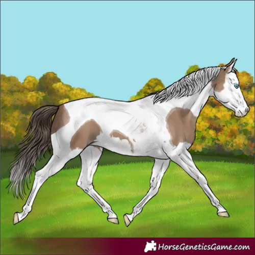 Horse Color:Classic Champagne Splash Tobiano