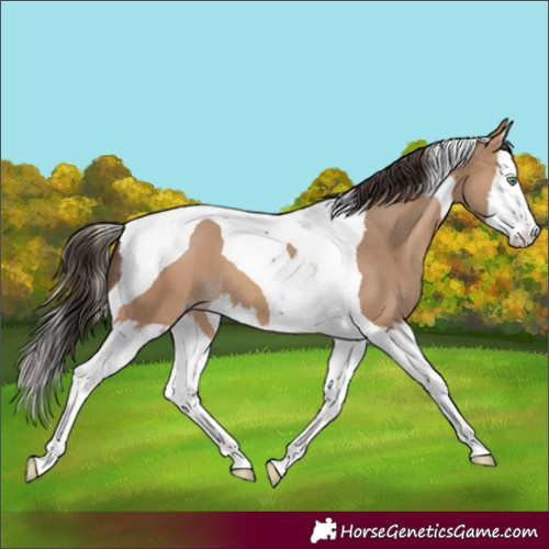 Horse Color:Amber Champagne Splash Tobiano