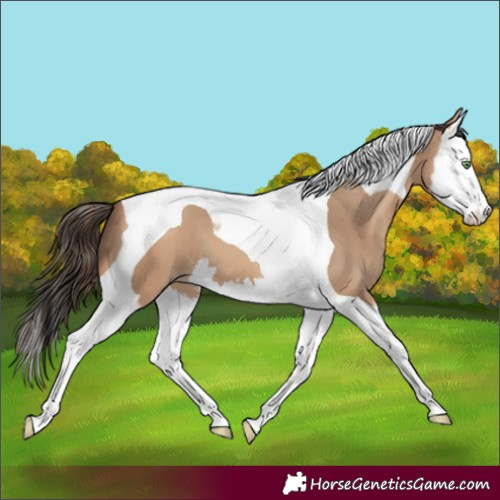 Horse Color:Amber Champagne Splash Tobiano