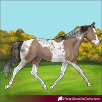 Horse Color:Classic Champagne Splash Tobiano 