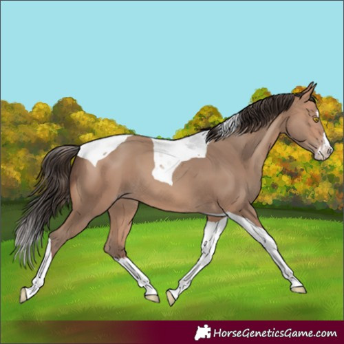 Horse Color:Amber Champagne Splash Tobiano 