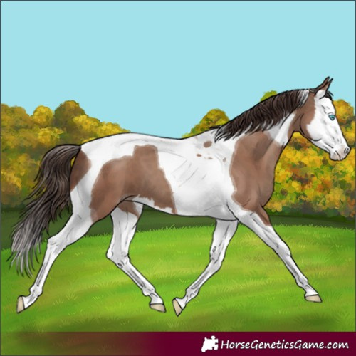 Horse Color:Classic Champagne Splash Tobiano 