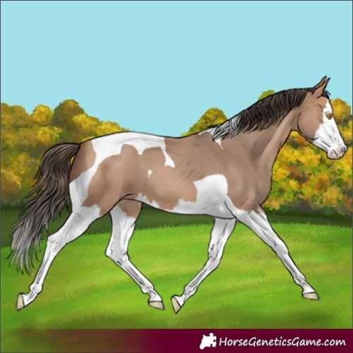 Horse Color:Amber Champagne Splash Tobiano 