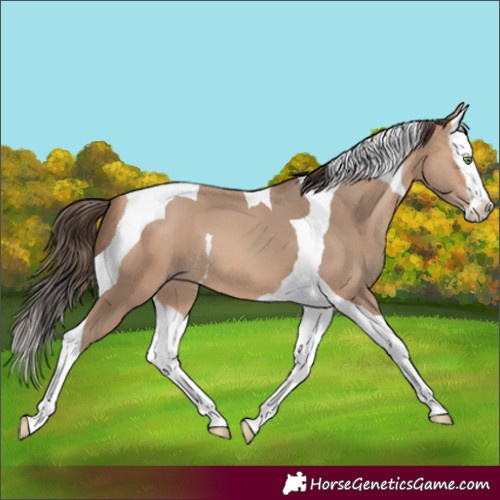 Horse Color:Amber Champagne Splash Tobiano