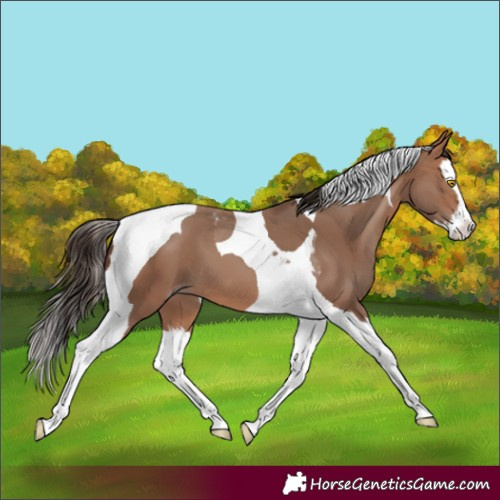 Horse Color:Sable Champagne Splash Tobiano
