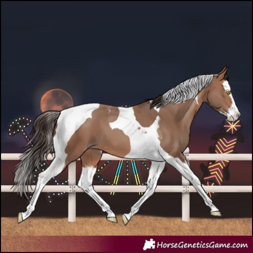 Horse Color:Sable Champagne Splash Tobiano