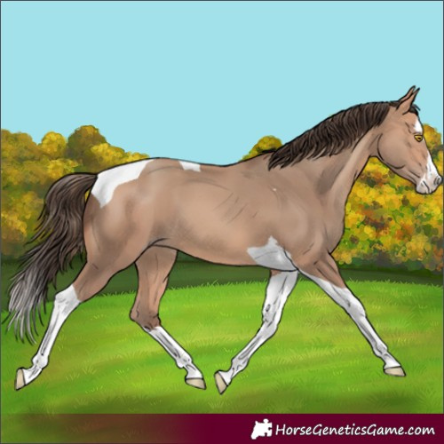 Horse Color:Amber Champagne Splash Tobiano