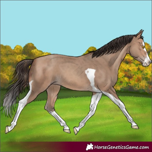 Horse Color:Sable Champagne Splash Tobiano 