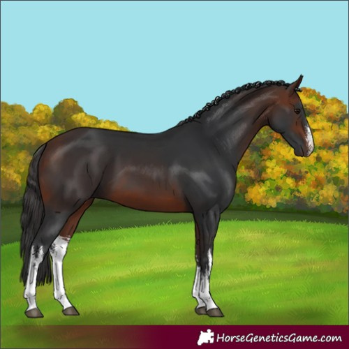 Horse Color:White Spotted Bay 