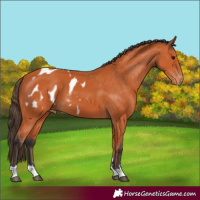 Horse Color:Bay Appaloosa