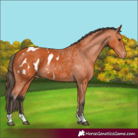 Horse Color:Bay Appaloosa 