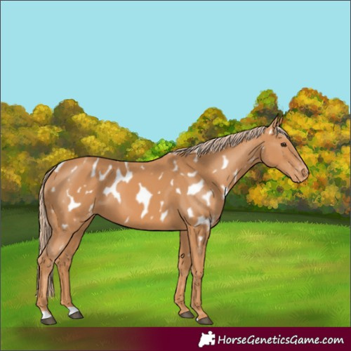 Horse Color:Chestnut Near Leopard 