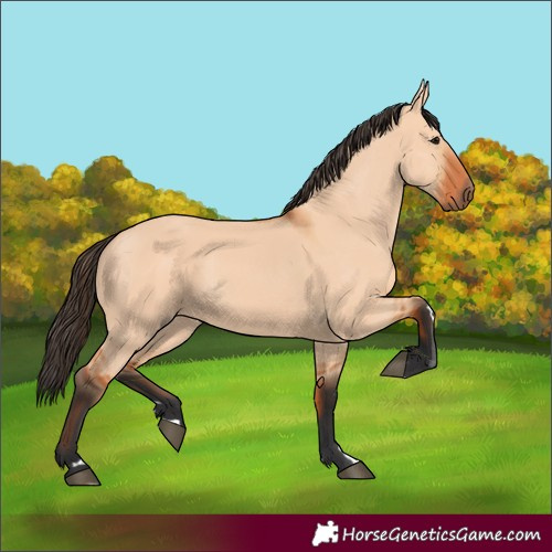Horse Color:Bay Dun