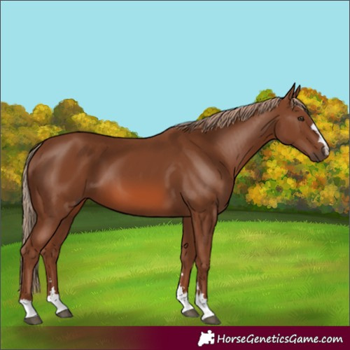 Horse Color:Chestnut 