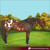 Horse Color:Bay Appaloosa 