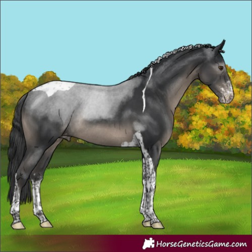 Horse Color:Black Sabino Tobiano Appaloosa Rabicano 