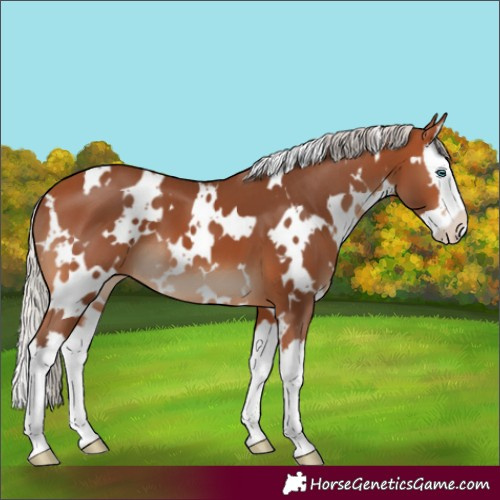 Horse Color:White Spotted Silver Bay Splash 