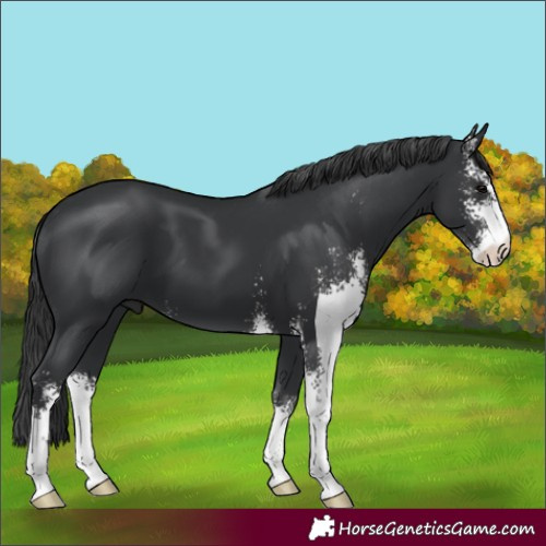 Horse Color:Black Sabino 