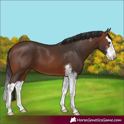 Horse Color:Brown Sabino Splash