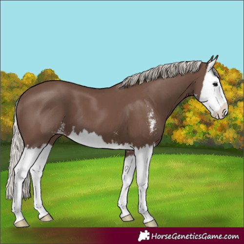 Horse Color:Silver Black Sabino Splash 