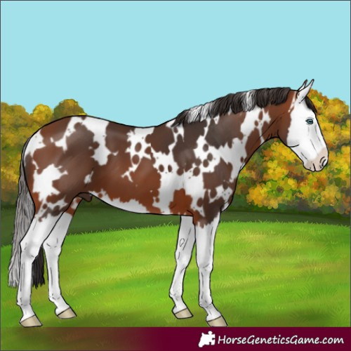 Horse Color:White Spotted Bay Splash 