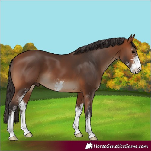Horse Color:Bay Sabino 
