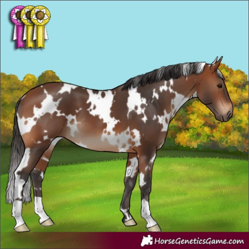 Horse Color:White Spotted Bay