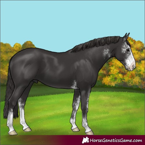 Horse Color:Smoky Black Sabino 