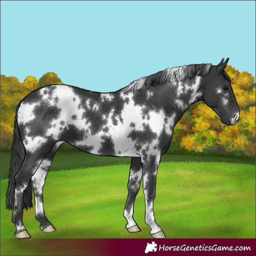 Horse Color:White Spotted Black 