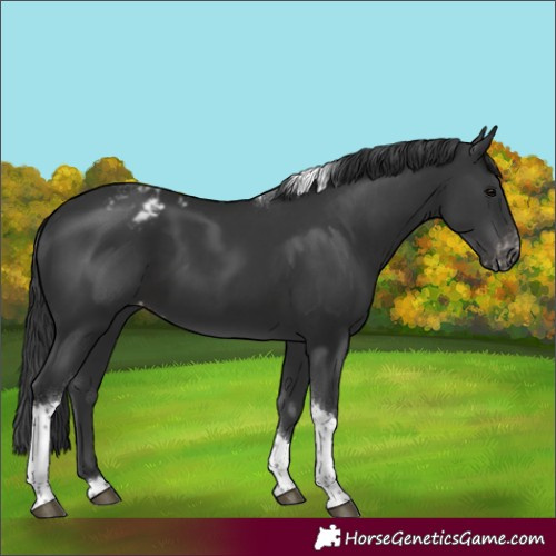 Horse Color:Black Tobiano Appaloosa