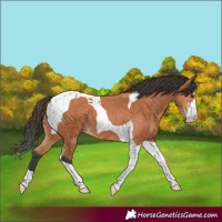 Horse Color:Bay Tobiano