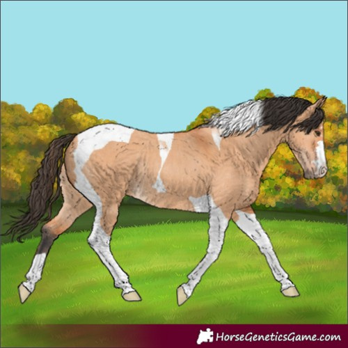 Horse Color:Bay Dun Tobiano Rabicano 