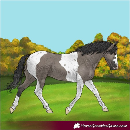 Horse Color:Grullo Tobiano 