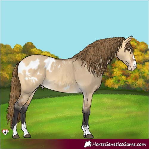 Horse Color:Buckskin Dun Appaloosa
