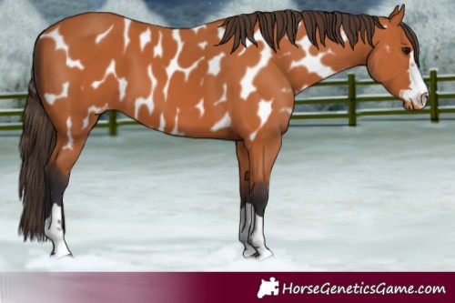 Horse Color:Bay Near Leopard 