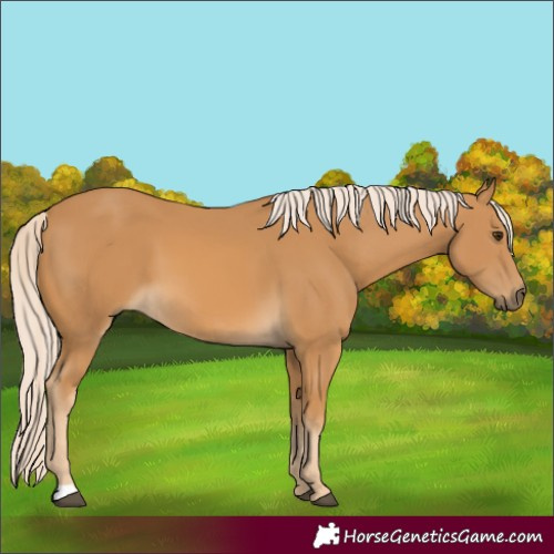 Horse Color:Palomino