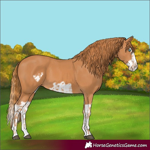 Horse Color:Unknown 