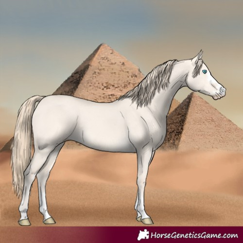 Horse Color:Perlino Dun