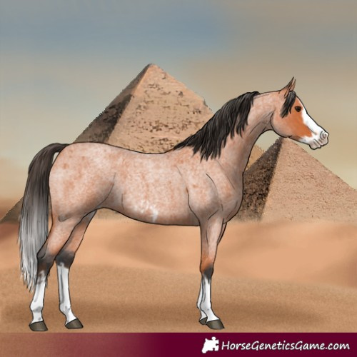 Horse Color:Bay Roan Splash Frame  and Bay Roan Splash Frame Rabicano 