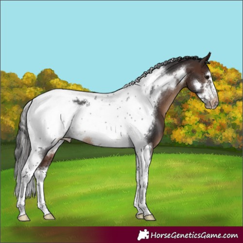 Horse Color:Brown Tobiano Frame Appaloosa 
