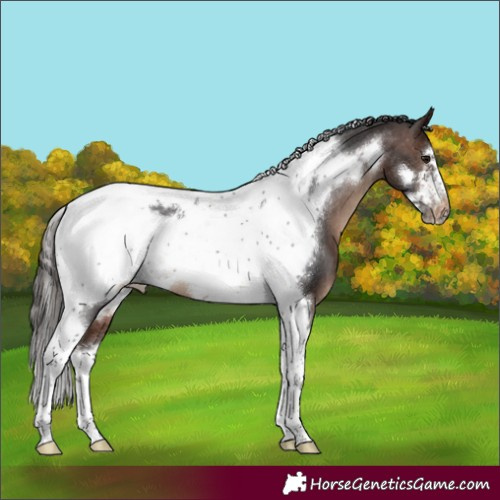 Horse Color:Brown Tobiano Frame Appaloosa 