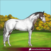Horse Color:Brown Tobiano Frame Appaloosa 