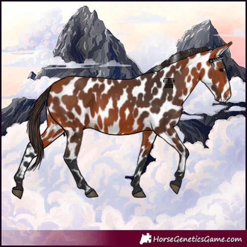 Horse Color:Bay Appaloosa 