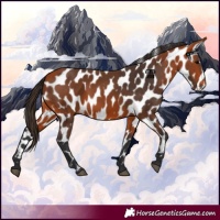 Horse Color:Bay Appaloosa