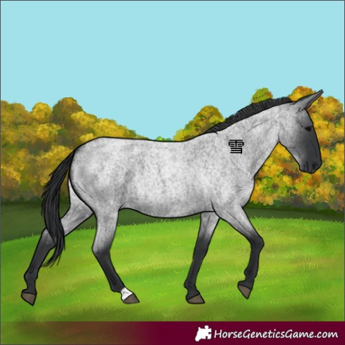 Horse Color:Blue Roan 