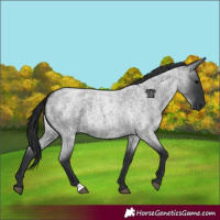 Horse Color:Blue Roan