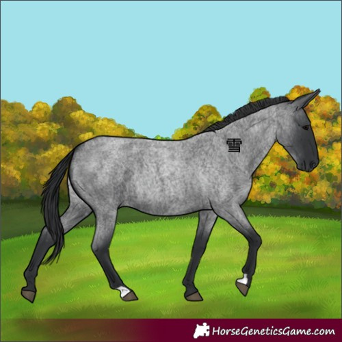 Horse Color:Blue Roan 