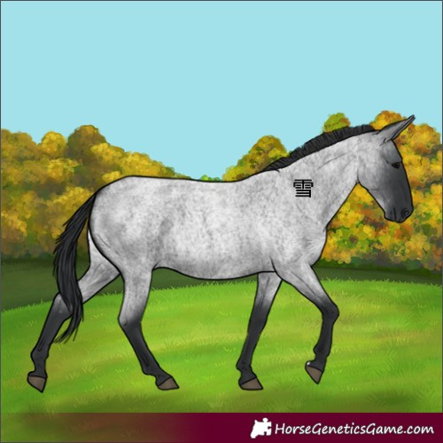 Horse Color:Blue Roan 