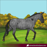 Horse Color:Blue Roan 