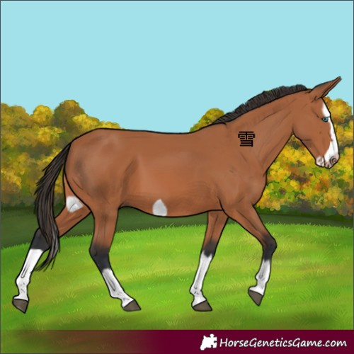 Horse Color:Bay Splash Frame 